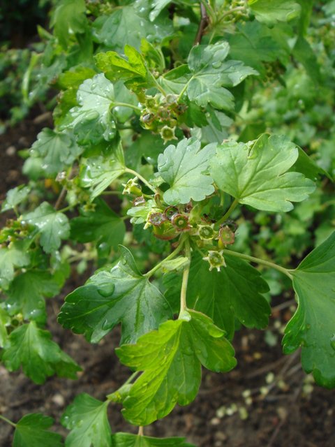 Ribes wolfii fleur P3 (2)
